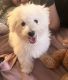 Bichon Frise Puppies for sale in New York, NY, USA. price: $1,500