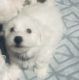 Bichon Frise Puppies for sale in South Jersey, NJ, USA. price: $105,000