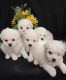 Bichon Frise Puppies for sale in Wayland, MI 49348, USA. price: $1,495