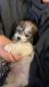 Bichon Frise Puppies for sale in Newark, DE, USA. price: $1,200