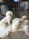 Bichon Frise Puppies for sale in Spring Hill, FL, USA. price: $2,500