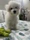 Bichon Frise Puppies for sale in New York, NY, USA. price: $1,000