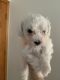 Bichon Frise Puppies for sale in Plainfield, IL 60586, USA. price: $995