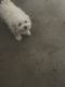 Bichon Frise Puppies for sale in 924 S 3rd Ave, Phoenix, AZ 85003, USA. price: $1,100