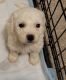 Bichon Frise Puppies for sale in Port Lavaca, TX 77979, USA. price: $1,000