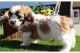 Bichon Frise Puppies for sale in Alpharetta, GA, USA. price: $800