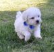 Bichon Frise Puppies for sale in East Boston, Massachusetts. price: $550