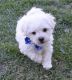 Bichon Frise Puppies for sale in Cheyenne, Wyoming. price: $550