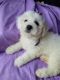 Bichon Frise Puppies for sale in Port Lavaca, TX 77979, USA. price: $1,100