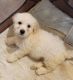 Bichon Frise Puppies for sale in Port Lavaca, TX 77979, USA. price: $900