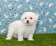 Bichon Frise Puppies for sale in Anchorage, Alaska. price: $400