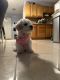 Bichon Frise Puppies for sale in Brooklyn, New York. price: $3,200