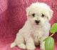 Bichon Frise Puppies for sale in Montgomery, Alabama. price: $500