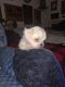 Bichon Frise Puppies for sale in Knotts Island, NC 27950, USA. price: $500