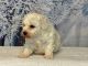 Bichon Frise Puppies for sale in SouthBend, Indiana. price: $500