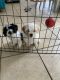 Bichon Frise Puppies for sale in Amarillo, Texas. price: NA
