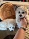 Bichon Frise Puppies for sale in 6401 Bluebonnet Blvd, Baton Rouge, LA 70836, USA. price: $600