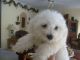 Bichon Frise Puppies for sale in North Las Vegas, NV, USA. price: $300