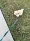 Bichon Frise Puppies for sale in Tampa, Florida. price: $1,700