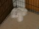 Bichon Frise Puppies for sale in White Lake Charter Township, MI, USA. price: $600