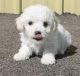 Bichon Frise Puppies for sale in West Palm Beach, FL, USA. price: NA
