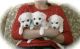 Bichon Frise Puppies for sale in Paterson, NJ, USA. price: $500