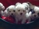 Bichon Frise Puppies for sale in Salem, AR 72576, USA. price: $250