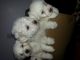 Bichon Frise Puppies for sale in Pawtucket, RI, USA. price: NA