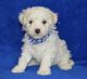 Bichon Frise Puppies for sale in Worcester, MA, USA. price: NA