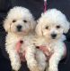 Bichon Frise Puppies for sale in Stafford Springs, Stafford, CT 06076, USA. price: NA