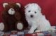 Bichon Frise Puppies for sale in Ashmore, IL 61912, USA. price: NA