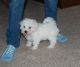 Bichon Frise Puppies for sale in New Orleans, LA, USA. price: NA