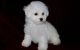 Bichon Frise Puppies for sale in Addison, TX, USA. price: NA