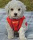 Bichon Frise Puppies for sale in Roseville, CA, USA. price: NA