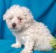 Bichon Frise Puppies for sale in Shallow Water, Valley, KS 67871, USA. price: NA