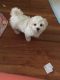 Bichon Frise Puppies for sale in Buffalo, NY, USA. price: NA