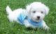 Bichon Frise Puppies for sale in Stamford, CT, USA. price: $200