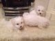 Bichon Frise Puppies for sale in Boyd, MT 59070, USA. price: $250