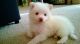 Bichon Frise Puppies for sale in Arlington, TX, USA. price: NA