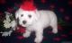 Bichon Frise Puppies for sale in Scott City, KS 67871, USA. price: NA