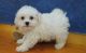 Bichon Frise Puppies for sale in Shreveport, LA, USA. price: NA