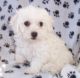 Bichon Frise Puppies for sale in Omaha, NE, USA. price: NA