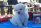 Bichon Frise Puppies for sale in Huntington Beach, CA, USA. price: NA