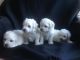 Bichon Frise Puppies for sale in Sacramento, CA, USA. price: NA