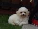 Bichon Frise Puppies for sale in Pleasantville, PA 16341, USA. price: NA