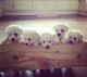 Bichon Frise Puppies for sale in North Delta, Delta, BC V4C, Canada. price: NA