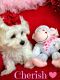 Bichon Frise Puppies for sale in Lone Rock, WI, USA. price: NA