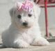 Bichon Frise Puppies for sale in St Pete Beach, FL, USA. price: NA