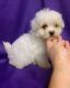 Bichon Frise Puppies for sale in Alexander, IL, USA. price: $450