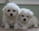 Bichon Frise Puppies for sale in Arden, DE 19810, USA. price: NA